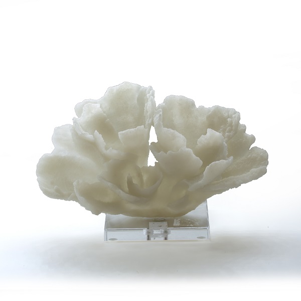 White Coral with Base