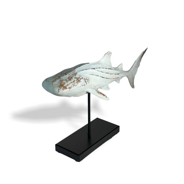 shark,coastel,