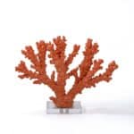 Medium Coral with Base
