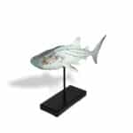 shark,coastel,