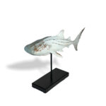 shark,coastel,