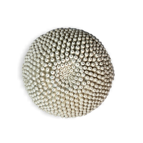 Coral,dangler,